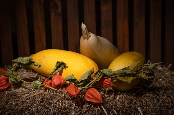 Autumn Still Life Squashes Lying Straw — Stock Photo, Image