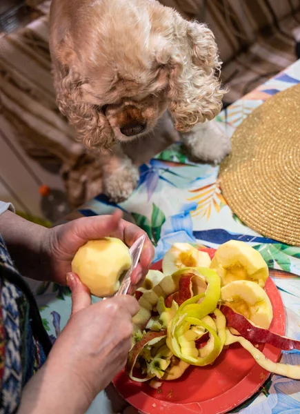 Kobieta Obierająca Jabłko Spaniel Błagający Jabłko Właściciela — Zdjęcie stockowe