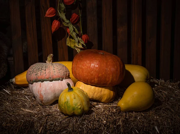 Autumn Still Life Squashes Pumpkins Straw — Stock Photo, Image