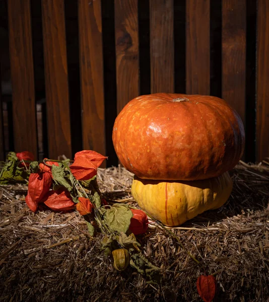 Autumn Still Life Pumpkin Straw — Stock Photo, Image