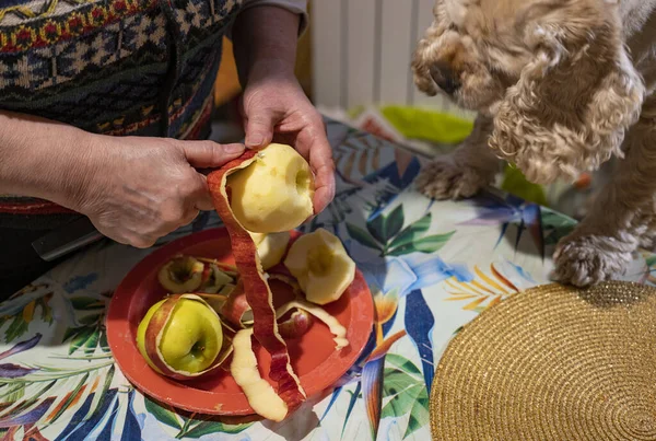 Woman Peeling Apple Spaniel Begging Apple Owner — Stock Photo, Image