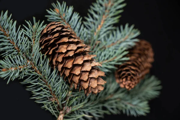 Tannenzapfen Und Zweige Auf Schwarzem Hintergrund Tannenzapfen Als Weihnachtsdekoration — Stockfoto