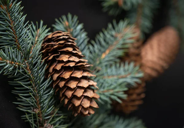 Cônes Sapin Branche Épinette Sur Fond Noir Cônes Sapin Pour — Photo