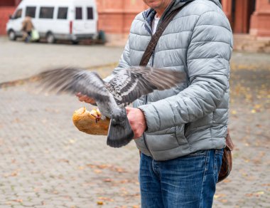 Güvercinleri elleriyle besleyen bir adam.