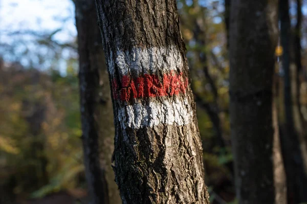 Hiking Trail Sign Tree Trunk Trail Marking Tree Bark — Stock Photo, Image