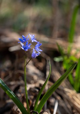 İlk bahar çiçekleri. Bahar ormanında mavi kar damlaları 