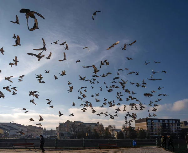 Uzhorod Ukraine November 2020 Tauben Auf Dem Platz Stadtzentrum Von — Stockfoto