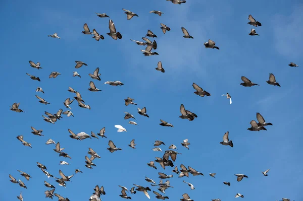 Güvercin Siluetleri Gökyüzünde Bir Sürü Kuş Uçuyor — Stok fotoğraf