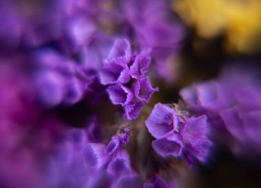 Güzel bir buket limonyum. Çiçek doğal arkaplanı