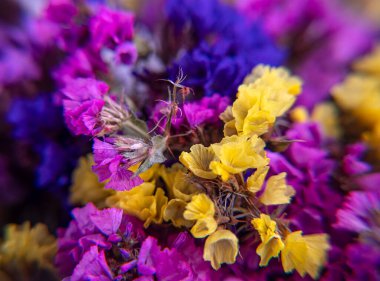 Güzel bir buket limonyum. Çiçek doğal arkaplanı