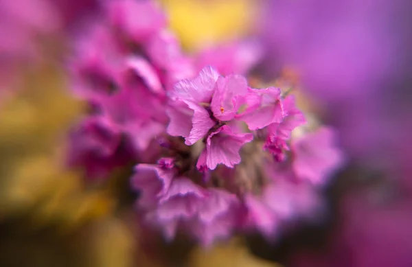 Beautiful Bouquet Limonium Flower Natural Background — Stock Photo, Image