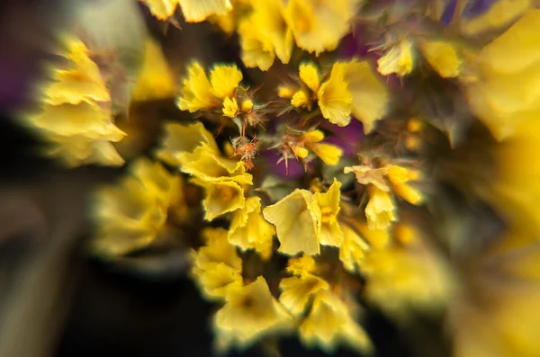 Bellissimo Bouquet Limonio Fiore Sfondo Naturale — Foto Stock