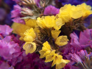 Güzel bir buket limonyum. Çiçek doğal arkaplanı