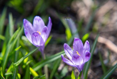 İlkbaharda açan mor renkli timsahlar.