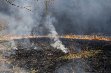 Ateşten dumanlar yükseliyor. Sazlık tarlaları, kuru otlar. Doğal afet. Yaprak yakmak çevre için kötüdür.