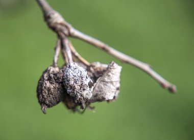 İlkbaharda bir dalda kurumuş elma.