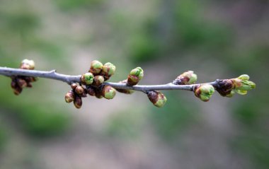 Bahar başında kiraz dalında tomurcuklar