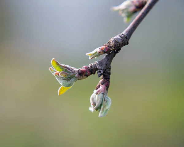 Buds Apple Branch Early Spring — Stock Photo, Image