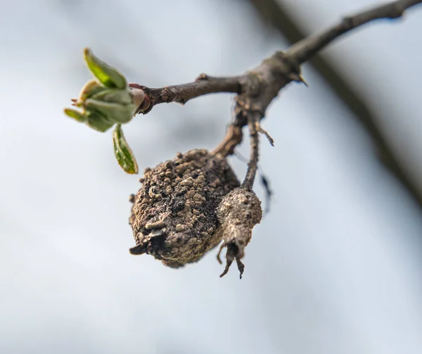 Trockene Äpfel Frühling Einem Zweig — Stockfoto