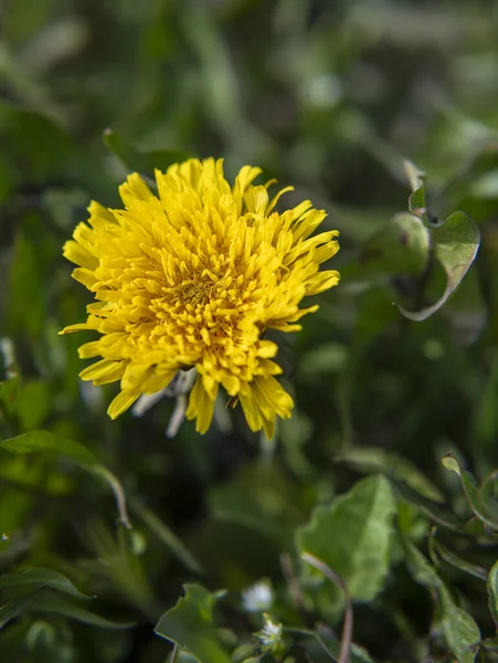 Kvetoucí Žlutá Pampeliška Parku Jarní Květiny Pozadí — Stock fotografie