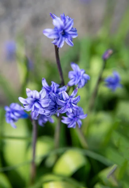 Violet Hyacinthus Orientalis Κοινός Υάκινθος Υάκινθος Κήπου Ολλανδικός Υάκινθος Φόντο — Φωτογραφία Αρχείου