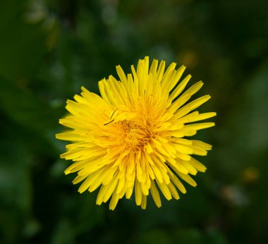 Parkta çiçek açan sarı karahindiba. Bahar çiçekleri arka planı