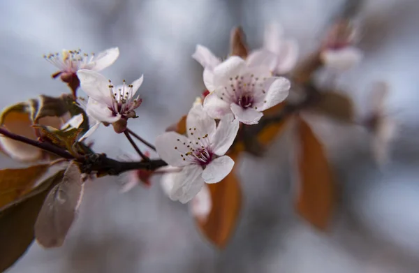 Blooming Tree Pink Flowers Spring Springtime Sunny Day — Stock Photo, Image