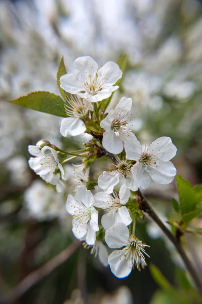 Branches Blossoming Cherry Tree Springtime — Stock Photo, Image