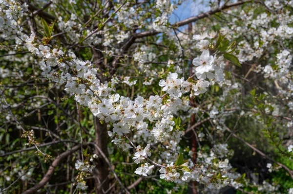 Branches Blossoming Cherry Tree Springtime — Stock Photo, Image