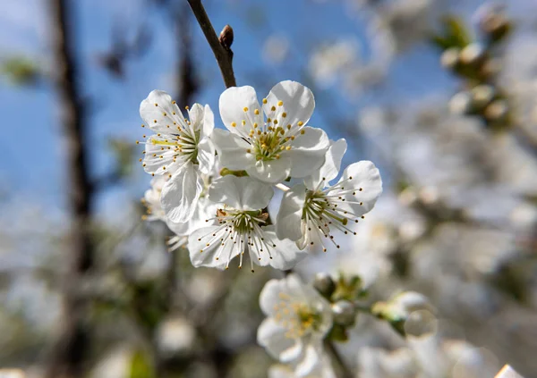 Branches Blossoming Cherry Tree Springtime — Stock Photo, Image