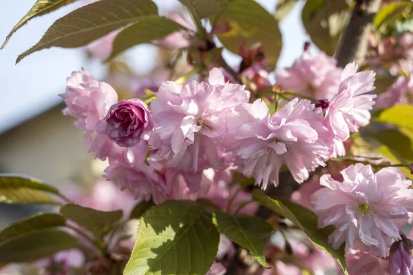 Beautiful Blooming Sakura Branches Sunny Light Pink Sakura Flowers Tree — Stock Photo, Image