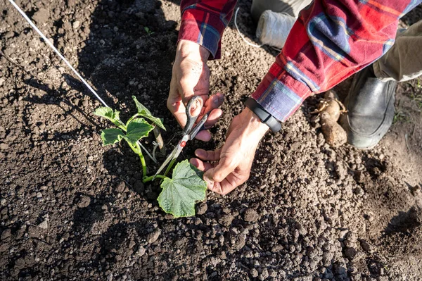 Manlig Bonde Binder Gurka Plantor Fältet — Stockfoto