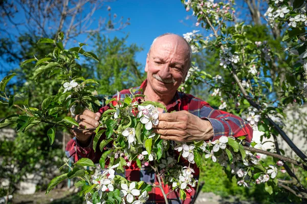 Man Examining Blooming Apple Trees Orchard Gardening Concept — Stock Photo, Image