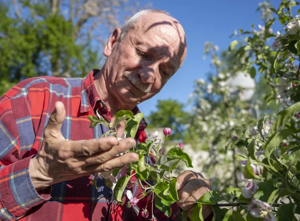 Man Onderzoekt Bloeiende Appelbomen Boomgaard Tuinbouwconcept — Stockfoto