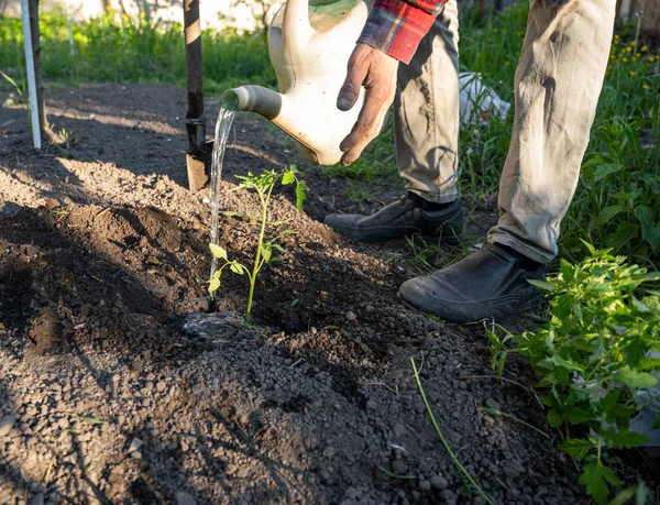 Mannelijke Boer Het Planten Van Tomaat Zaailingen Een Veld — Stockfoto