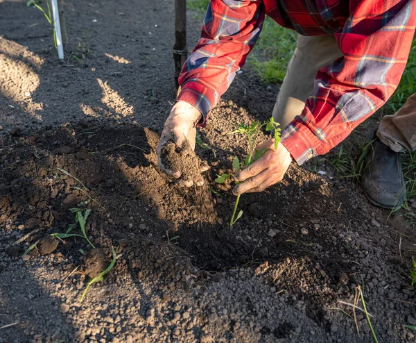 畑にトマトの苗を植える男性農家 — ストック写真