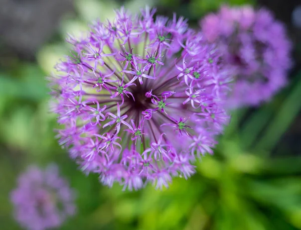 Piękne Fioletowe Kwiaty Allium Aflatunense Ogrodzie — Zdjęcie stockowe