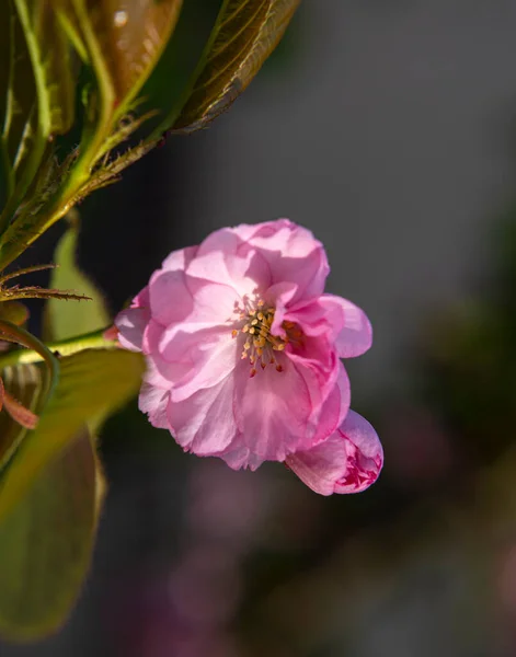 Beautiful Blooming Sakura Branches Sunny Light Pink Sakura Flowers Tree — Stock Photo, Image