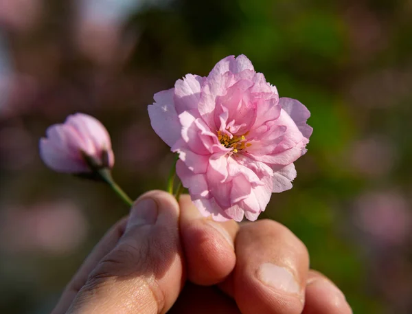 Prachtige Bloeiende Sakura Takken Zonnig Licht Roze Sakura Bloeit Lente — Stockfoto