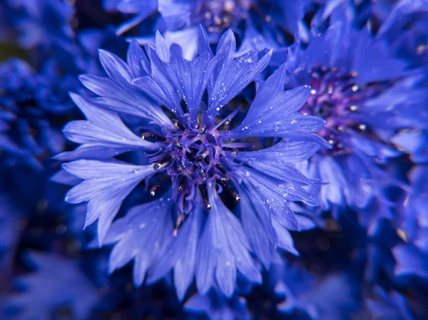 Close Bouquet Blue Cornflowers — Stock Photo, Image