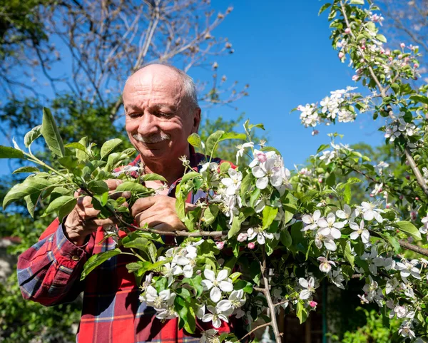 Mann Untersucht Blühende Apfelbäume Obstgarten Gartenkonzept — Stockfoto