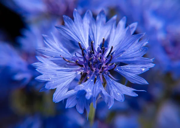 Primer Plano Del Ramo Acianos Azules — Foto de Stock