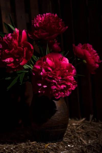 Vase Mit Schönen Rot Blühenden Pfingstrosen — Stockfoto