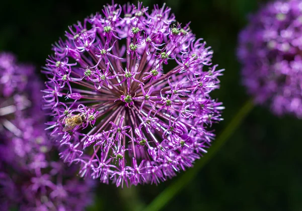 Hermosas Flores Violetas Allium Aflatunense Jardín — Foto de Stock