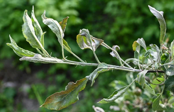 Poederige Meeldauw Podoshpaera Leucotricha Een Appelboom Appelbladeren Geïnfecteerd Beschadigd Door — Stockfoto