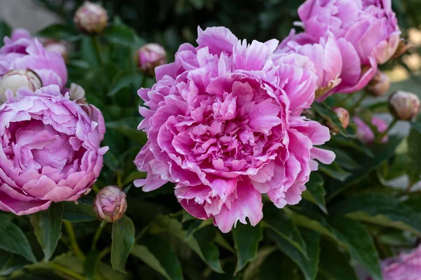 Peônias Cor Rosa Florescendo Jardim — Fotografia de Stock
