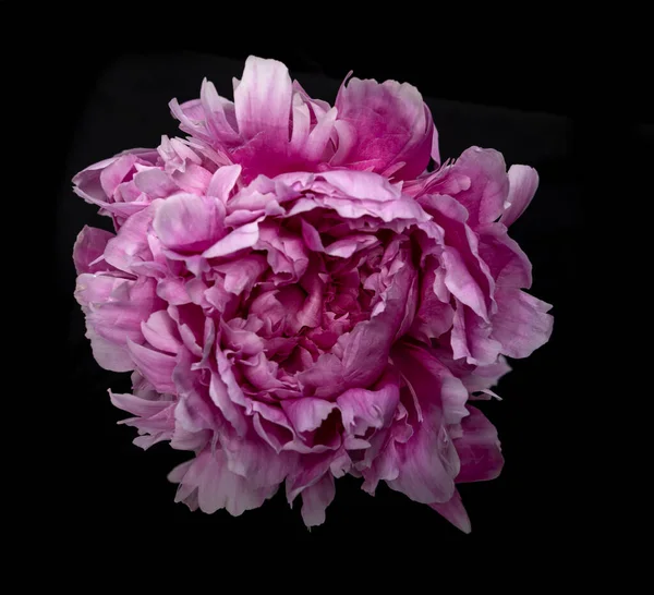 Fiore Peonia Rosa Sfondo Nero — Foto Stock