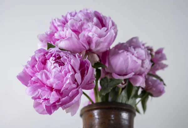 Bellissimo Bouquet Peonie Rosa Vaso Sfondo Grigio — Foto Stock