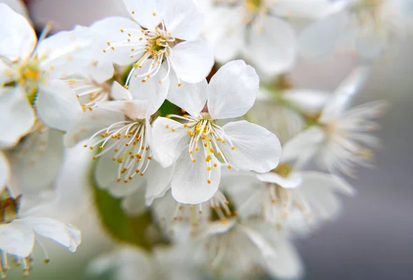 Branches Blossoming Cherry Tree Springtime — Stock Photo, Image