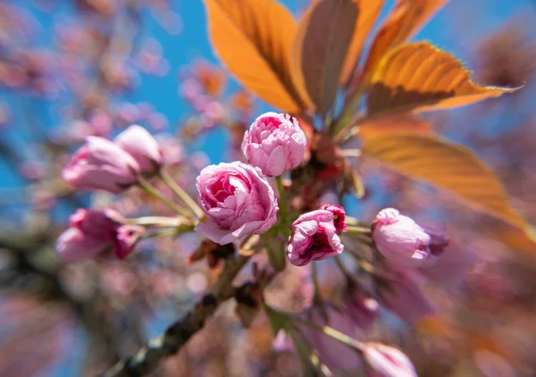 Roze Japanse Kersenboom Bloesem Sakura Kersenbloesem Tak Met Mooie Zachte — Stockfoto